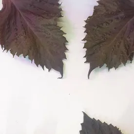 Лист микрозелени Периллы шисо, 25 шт.